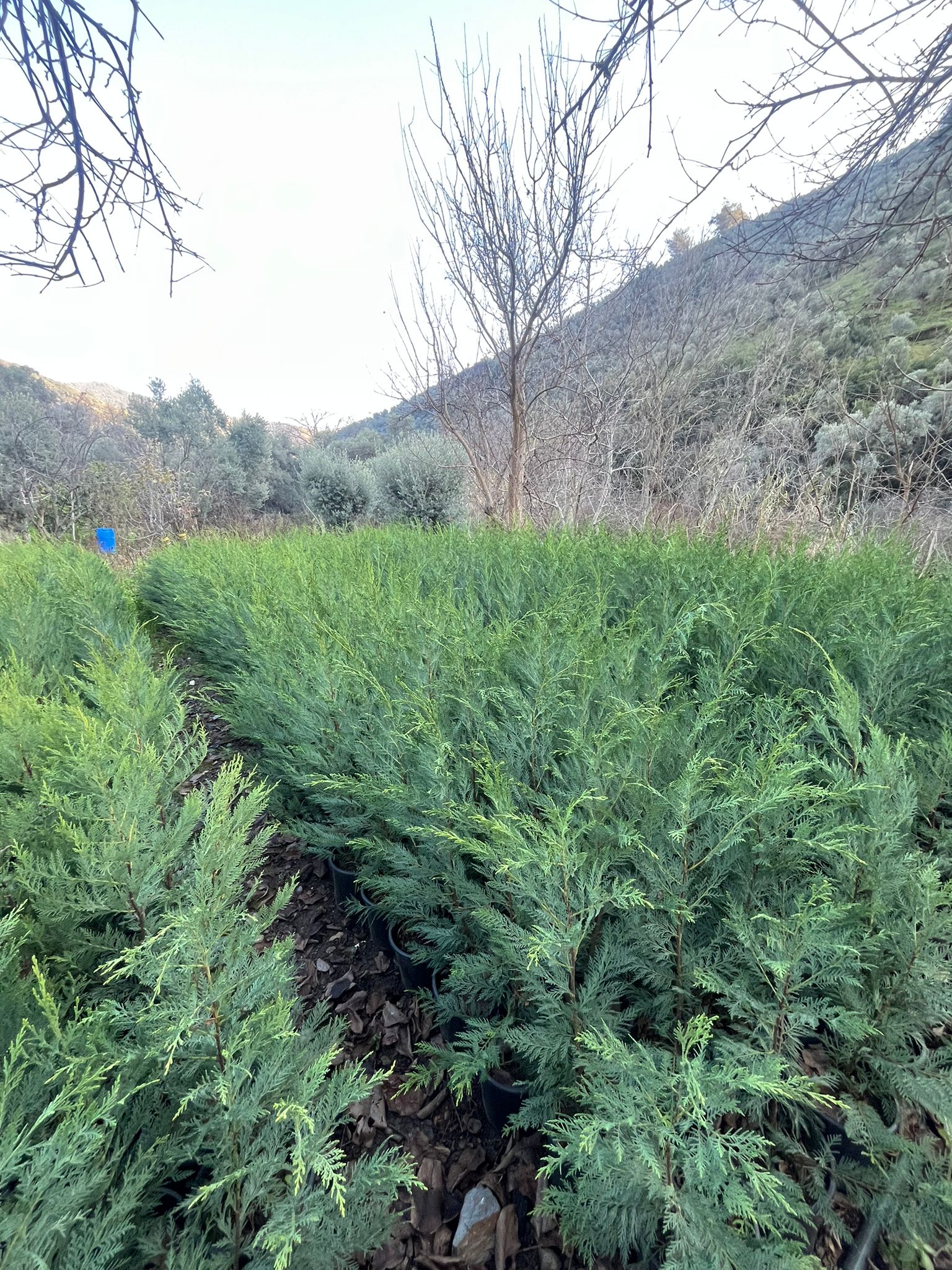 Almina Çiçekçilik 